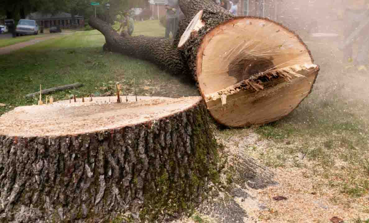 emergency tree removal	