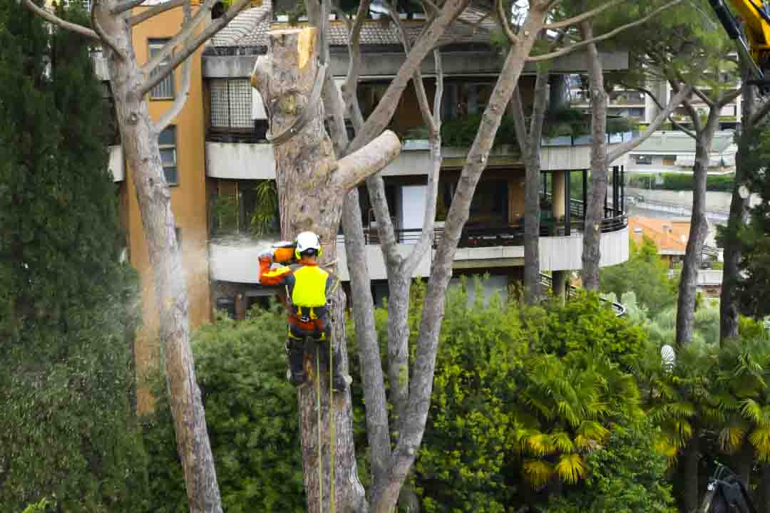 emergency tree service	